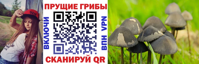 Галлюциногенные грибы Psilocybe  Купить  Сясьстрой 
